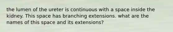 the lumen of the ureter is continuous with a space inside the kidney. This space has branching extensions. what are the names of this space and its extensions?