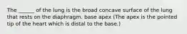 The ______ of the lung is the broad concave surface of the lung that rests on the diaphragm. base apex (The apex is the pointed tip of the heart which is distal to the base.)