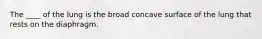 The ____ of the lung is the broad concave surface of the lung that rests on the diaphragm.
