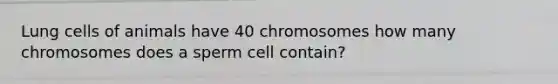 Lung cells of animals have 40 chromosomes how many chromosomes does a sperm cell contain?