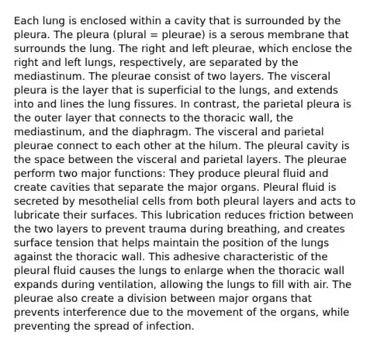 Each lung is enclosed within a cavity that is surrounded by the pleura. The pleura (plural = pleurae) is a serous membrane that surrounds the lung. The right and left pleurae, which enclose the right and left lungs, respectively, are separated by the mediastinum. The pleurae consist of two layers. The visceral pleura is the layer that is superficial to the lungs, and extends into and lines the lung fissures. In contrast, the parietal pleura is the outer layer that connects to the thoracic wall, the mediastinum, and the diaphragm. The visceral and parietal pleurae connect to each other at the hilum. The pleural cavity is the space between the visceral and parietal layers. The pleurae perform two major functions: They produce pleural fluid and create cavities that separate the major organs. Pleural fluid is secreted by mesothelial cells from both pleural layers and acts to lubricate their surfaces. This lubrication reduces friction between the two layers to prevent trauma during breathing, and creates surface tension that helps maintain the position of the lungs against the thoracic wall. This adhesive characteristic of the pleural fluid causes the lungs to enlarge when the thoracic wall expands during ventilation, allowing the lungs to fill with air. The pleurae also create a division between major organs that prevents interference due to the movement of the organs, while preventing the spread of infection.