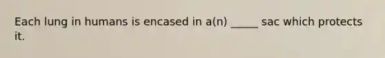Each lung in humans is encased in a(n) _____ sac which protects it.