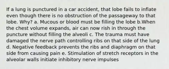 If a lung is punctured in a car accident, that lobe fails to inflate even though there is no obstruction of the passageway to that lobe. Why? a. Mucous or blood must be filling the lobe b.When the chest volume expands, air can now rish in through the puncture without filling the alveoli c. The trauma must have damaged the nerve path controlling ribs on that side of the lung d. Negative feedback prevents the ribs and diaphragm on that side from causing pain e. Stimulation of stretch receptors in the alveolar walls initiate inhibitory nerve impulses