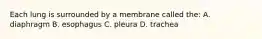 Each lung is surrounded by a membrane called the: A. diaphragm B. esophagus C. pleura D. trachea