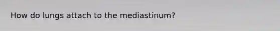 How do lungs attach to the mediastinum?