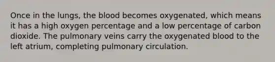 Once in the lungs, the blood becomes oxygenated, which means it has a high oxygen percentage and a low percentage of carbon dioxide. The pulmonary veins carry the oxygenated blood to the left atrium, completing pulmonary circulation.