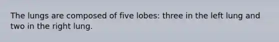 The lungs are composed of five lobes: three in the left lung and two in the right lung.