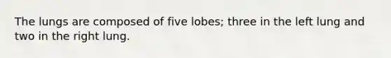 The lungs are composed of five lobes; three in the left lung and two in the right lung.