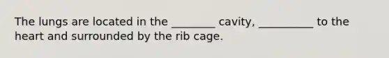 The lungs are located in the ________ cavity, __________ to the heart and surrounded by the rib cage.