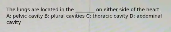 The lungs are located in the ________ on either side of the heart. A: pelvic cavity B: plural cavities C: thoracic cavity D: abdominal cavity