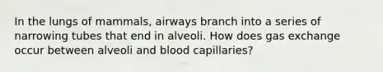 In the lungs of mammals, airways branch into a series of narrowing tubes that end in alveoli. How does gas exchange occur between alveoli and blood capillaries?