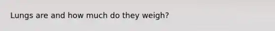 Lungs are and how much do they weigh?
