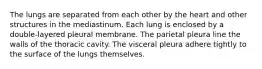 The lungs are separated from each other by the heart and other structures in the mediastinum. Each lung is enclosed by a double-layered pleural membrane. The parietal pleura line the walls of the thoracic cavity. The visceral pleura adhere tightly to the surface of the lungs themselves.