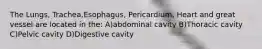 The Lungs, Trachea,Esophagus, Pericardium, Heart and great vessel are located in the: A)abdominal cavity B)Thoracic cavity C)Pelvic cavity D)Digestive cavity