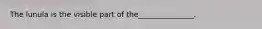 The lunula is the visible part of the_______________.