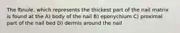 The lunule, which represents the thickest part of the nail matrix is found at the A) body of the nail B) eponychium C) proximal part of the nail bed D) dermis around the nail