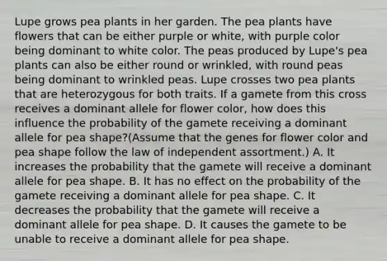 Lupe grows pea plants in her garden. The pea plants have flowers that can be either purple or white, with purple color being dominant to white color. The peas produced by Lupe's pea plants can also be either round or wrinkled, with round peas being dominant to wrinkled peas. Lupe crosses two pea plants that are heterozygous for both traits. If a gamete from this cross receives a dominant allele for flower color, how does this influence the probability of the gamete receiving a dominant allele for pea shape?(Assume that the genes for flower color and pea shape follow the law of independent assortment.) A. It increases the probability that the gamete will receive a dominant allele for pea shape. B. It has no effect on the probability of the gamete receiving a dominant allele for pea shape. C. It decreases the probability that the gamete will receive a dominant allele for pea shape. D. It causes the gamete to be unable to receive a dominant allele for pea shape.