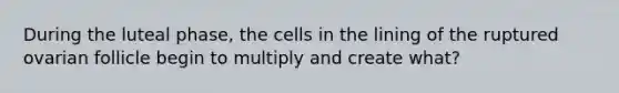 During the luteal phase, the cells in the lining of the ruptured ovarian follicle begin to multiply and create what?