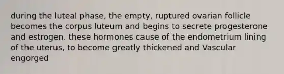 during the luteal phase, the empty, ruptured ovarian follicle becomes the corpus luteum and begins to secrete progesterone and estrogen. these hormones cause of the endometrium lining of the uterus, to become greatly thickened and Vascular engorged