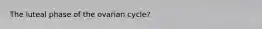 The luteal phase of the ovarian cycle?