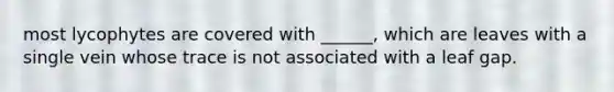 most lycophytes are covered with ______, which are leaves with a single vein whose trace is not associated with a leaf gap.