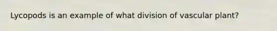 Lycopods is an example of what division of vascular plant?