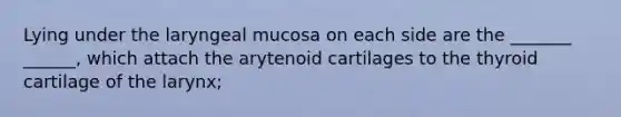 Lying under the laryngeal mucosa on each side are the _______ ______, which attach the arytenoid cartilages to the thyroid cartilage of the larynx;