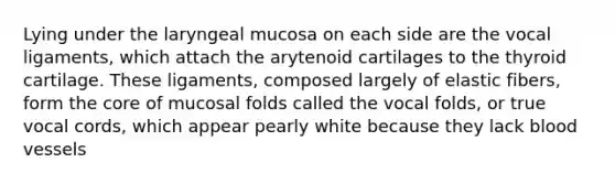 Lying under the laryngeal mucosa on each side are the vocal ligaments, which attach the arytenoid cartilages to the thyroid cartilage. These ligaments, composed largely of elastic fibers, form <a href='https://www.questionai.com/knowledge/kD8KqkX2aO-the-core' class='anchor-knowledge'>the core</a> of mucosal folds called the vocal folds, or true vocal cords, which appear pearly white because they lack <a href='https://www.questionai.com/knowledge/kZJ3mNKN7P-blood-vessels' class='anchor-knowledge'>blood vessels</a>