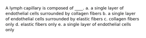 A lymph capillary is composed of ____. a. a single layer of endothelial cells surrounded by collagen fibers b. a single layer of endothelial cells surrounded by elastic fibers c. collagen fibers only d. elastic fibers only e. a single layer of endothelial cells only