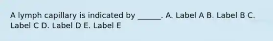 A lymph capillary is indicated by ______. A. Label A B. Label B C. Label C D. Label D E. Label E