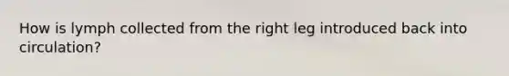 How is lymph collected from the right leg introduced back into circulation?