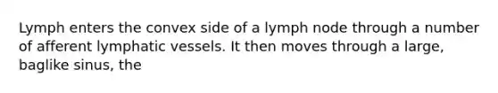 Lymph enters the convex side of a lymph node through a number of afferent lymphatic vessels. It then moves through a large, baglike sinus, the