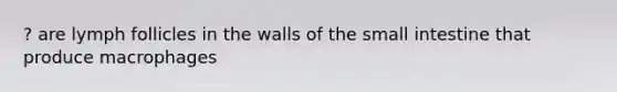 ? are lymph follicles in the walls of the small intestine that produce macrophages