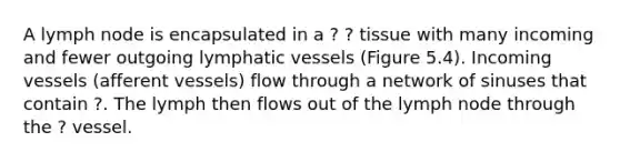 A lymph node is encapsulated in a ? ? tissue with many incoming and fewer outgoing lymphatic vessels (Figure 5.4). Incoming vessels (afferent vessels) flow through a network of sinuses that contain ?. The lymph then flows out of the lymph node through the ? vessel.