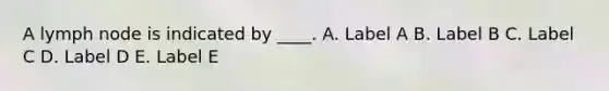 A lymph node is indicated by ____. A. Label A B. Label B C. Label C D. Label D E. Label E