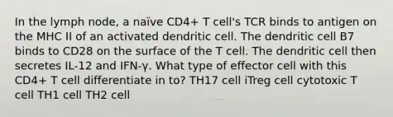 In the lymph node, a naïve CD4+ T cell's TCR binds to antigen on the MHC II of an activated dendritic cell. The dendritic cell B7 binds to CD28 on the surface of the T cell. The dendritic cell then secretes IL-12 and IFN-γ. What type of effector cell with this CD4+ T cell differentiate in to? TH17 cell iTreg cell cytotoxic T cell TH1 cell TH2 cell