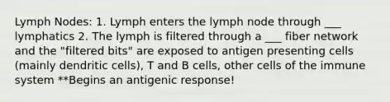 Lymph Nodes: 1. Lymph enters the lymph node through ___ lymphatics 2. The lymph is filtered through a ___ fiber network and the "filtered bits" are exposed to antigen presenting cells (mainly dendritic cells), T and B cells, other <a href='https://www.questionai.com/knowledge/kEGzZ28NfR-cells-of-the-immune-system' class='anchor-knowledge'>cells of the immune system</a> **Begins an antigenic response!