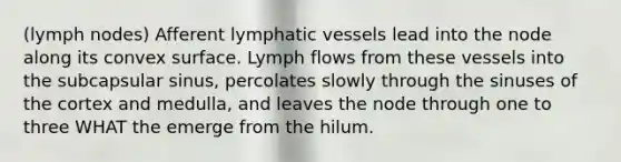 (lymph nodes) Afferent lymphatic vessels lead into the node along its convex surface. Lymph flows from these vessels into the subcapsular sinus, percolates slowly through the sinuses of the cortex and medulla, and leaves the node through one to three WHAT the emerge from the hilum.