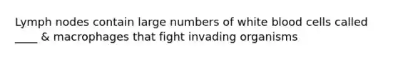 Lymph nodes contain large numbers of white blood cells called ____ & macrophages that fight invading organisms