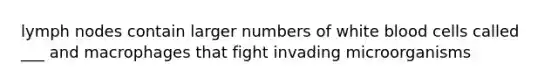 lymph nodes contain larger numbers of white blood cells called ___ and macrophages that fight invading microorganisms