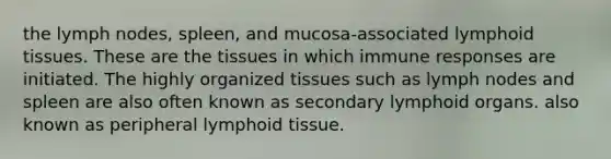 the lymph nodes, spleen, and mucosa-associated lymphoid tissues. These are the tissues in which immune responses are initiated. The highly organized tissues such as lymph nodes and spleen are also often known as secondary lymphoid organs. also known as peripheral lymphoid tissue.