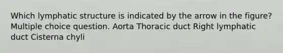 Which lymphatic structure is indicated by the arrow in the figure? Multiple choice question. Aorta Thoracic duct Right lymphatic duct Cisterna chyli