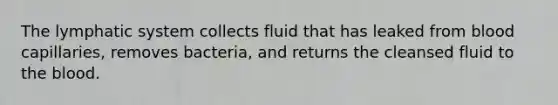 The lymphatic system collects fluid that has leaked from blood capillaries, removes bacteria, and returns the cleansed fluid to <a href='https://www.questionai.com/knowledge/k7oXMfj7lk-the-blood' class='anchor-knowledge'>the blood</a>.