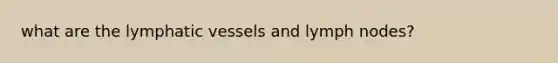 what are the lymphatic vessels and lymph nodes?