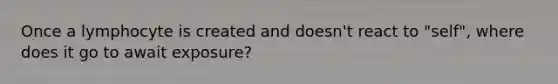 Once a lymphocyte is created and doesn't react to "self", where does it go to await exposure?