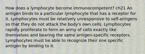 How does a lymphocyte become immunocompetent? ch21 An antigen binds to a particular lymphocyte that has a receptor for it. Lymphocytes must be relatively unresponsive to self-antigens so that they do not attack the body's own cells. Lymphocytes rapidly proliferate to form an army of cells exactly like themselves and bearing the same antigen-specific receptors. Lymphocytes must be able to recognize their one specific antigen by binding to it.