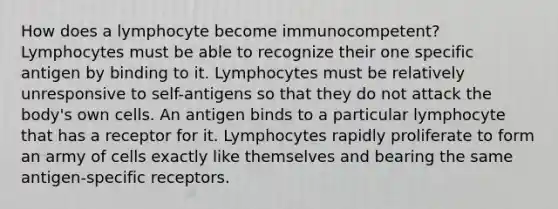 How does a lymphocyte become immunocompetent? Lymphocytes must be able to recognize their one specific antigen by binding to it. Lymphocytes must be relatively unresponsive to self-antigens so that they do not attack the body's own cells. An antigen binds to a particular lymphocyte that has a receptor for it. Lymphocytes rapidly proliferate to form an army of cells exactly like themselves and bearing the same antigen-specific receptors.