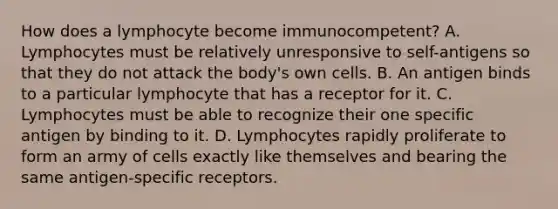 How does a lymphocyte become immunocompetent? A. Lymphocytes must be relatively unresponsive to self-antigens so that they do not attack the body's own cells. B. An antigen binds to a particular lymphocyte that has a receptor for it. C. Lymphocytes must be able to recognize their one specific antigen by binding to it. D. Lymphocytes rapidly proliferate to form an army of cells exactly like themselves and bearing the same antigen-specific receptors.