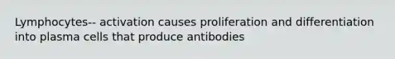 Lymphocytes-- activation causes proliferation and differentiation into plasma cells that produce antibodies