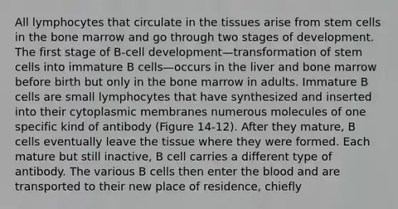 All lymphocytes that circulate in the tissues arise from stem cells in the bone marrow and go through two stages of development. The first stage of B-cell development—transformation of stem cells into immature B cells—occurs in the liver and bone marrow before birth but only in the bone marrow in adults. Immature B cells are small lymphocytes that have synthesized and inserted into their cytoplasmic membranes numerous molecules of one specific kind of antibody (Figure 14-12). After they mature, B cells eventually leave the tissue where they were formed. Each mature but still inactive, B cell carries a different type of antibody. The various B cells then enter the blood and are transported to their new place of residence, chiefly